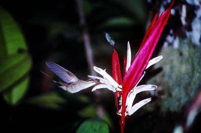 Heliconia acuminata is pollinated by Phaethornis hummingbirds.