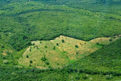 Aerial view of the Amazon rainforest, near Manaus.