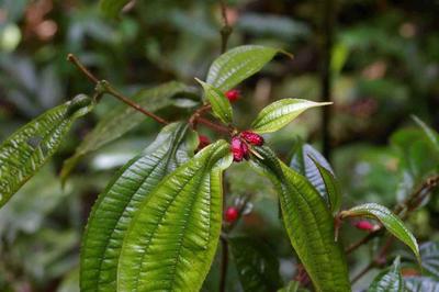 Maieta guianensis, an Amazonian myrmecophyte studied by the Bruna Lab (Photo: B. Inouye).