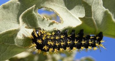 Caterpillar eating one of the species studied by our lab - the Cerrado&rsquo;s famous Solanum lycocarpum, whose fruits are dispersed by Maned Wolves (Chrysocyon brachyurus). Photo by F. Mundim.