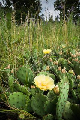 Opuntia photo by Justin Meissen (CC BY-SA 2.0)